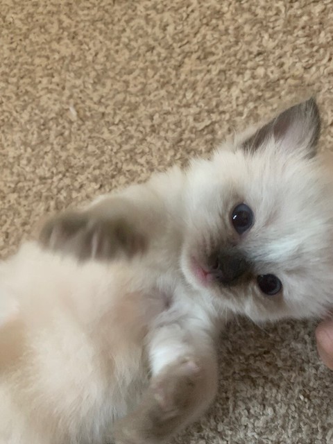 ragdoll burmese cross